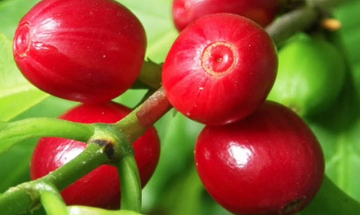 suesse-frucht_3-kopie